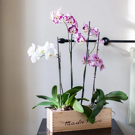 Vincafe 4* Alba (Piedmont)