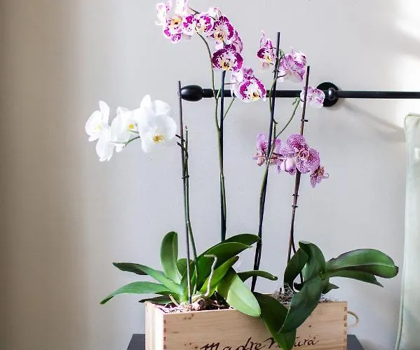 Vincafe 4* Alba (Piedmont)